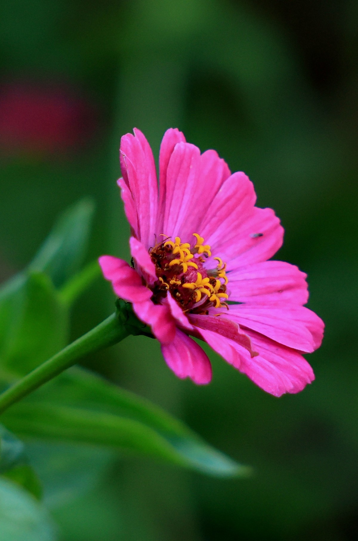 eos r6转接古董镜头rf70-210 f3.5-4.5usm微距花卉