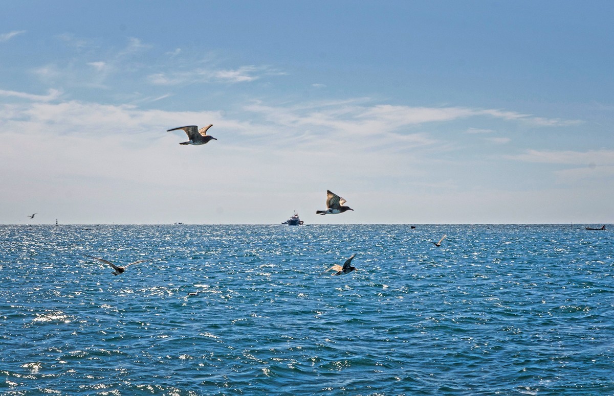 大海海鷗二