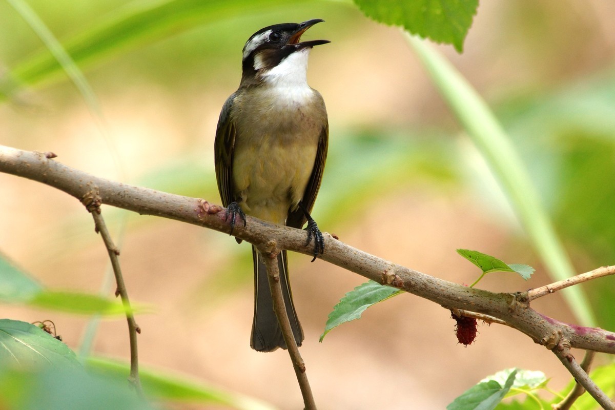 周日去大赤坎村摘桑子打鸟