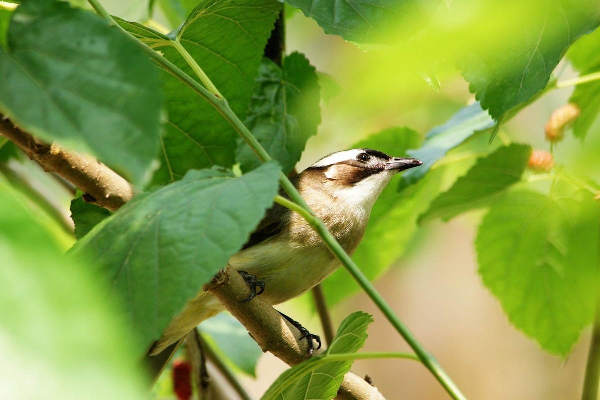 周日去大赤坎村摘桑子打鸟