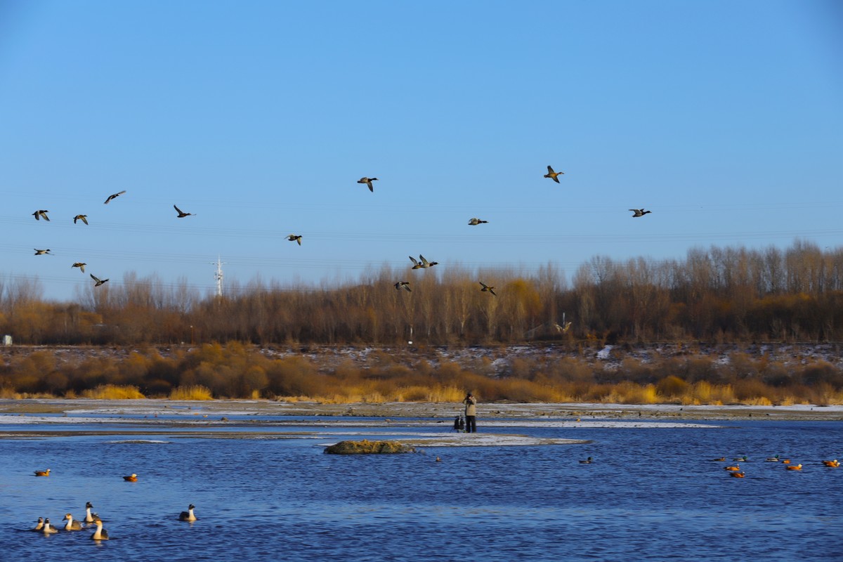 202111月拍摄大燕
