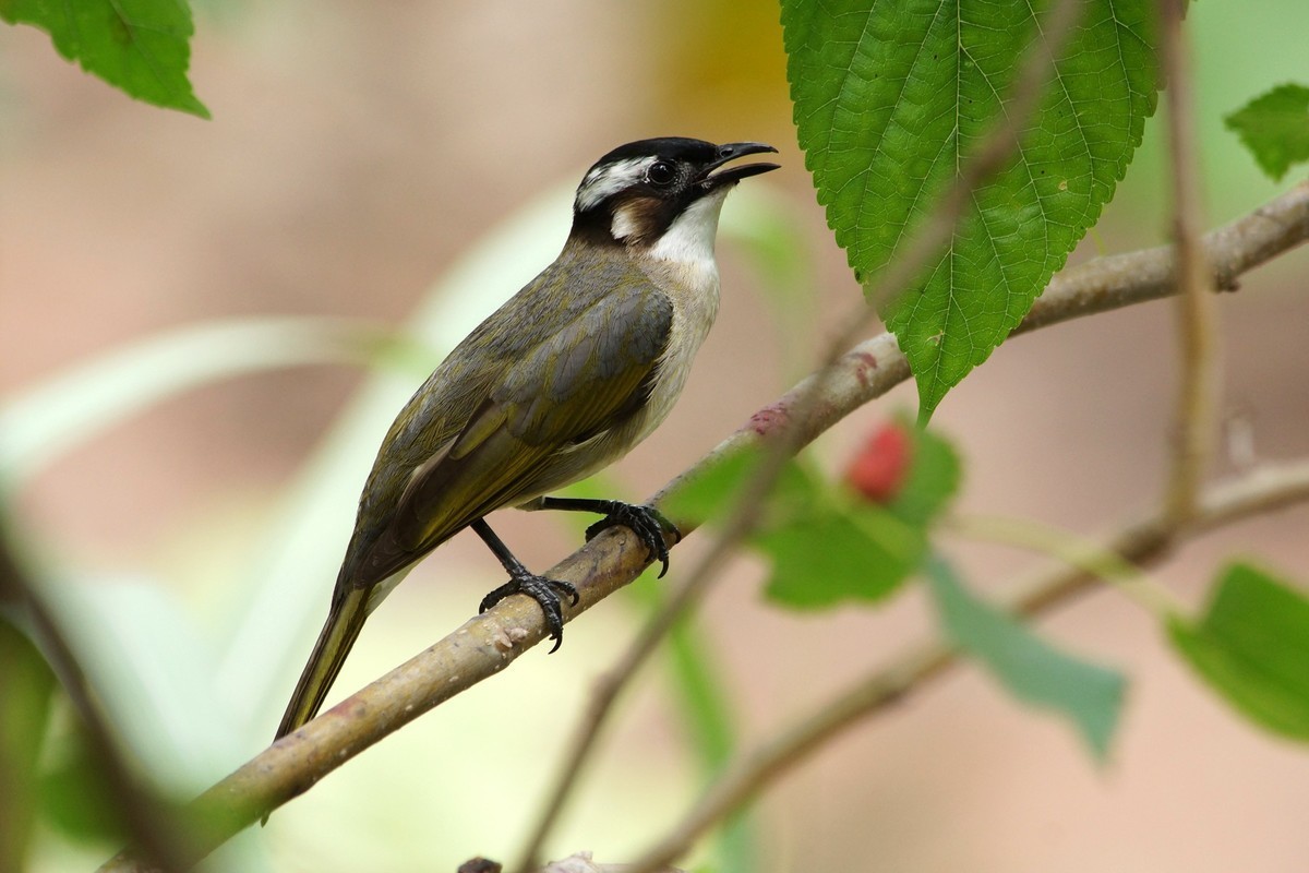 周日去大赤坎村摘桑子打鸟