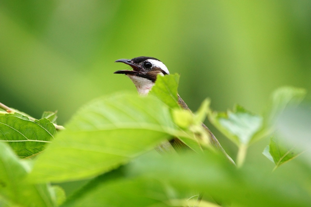 周日去大赤坎村摘桑子打鸟