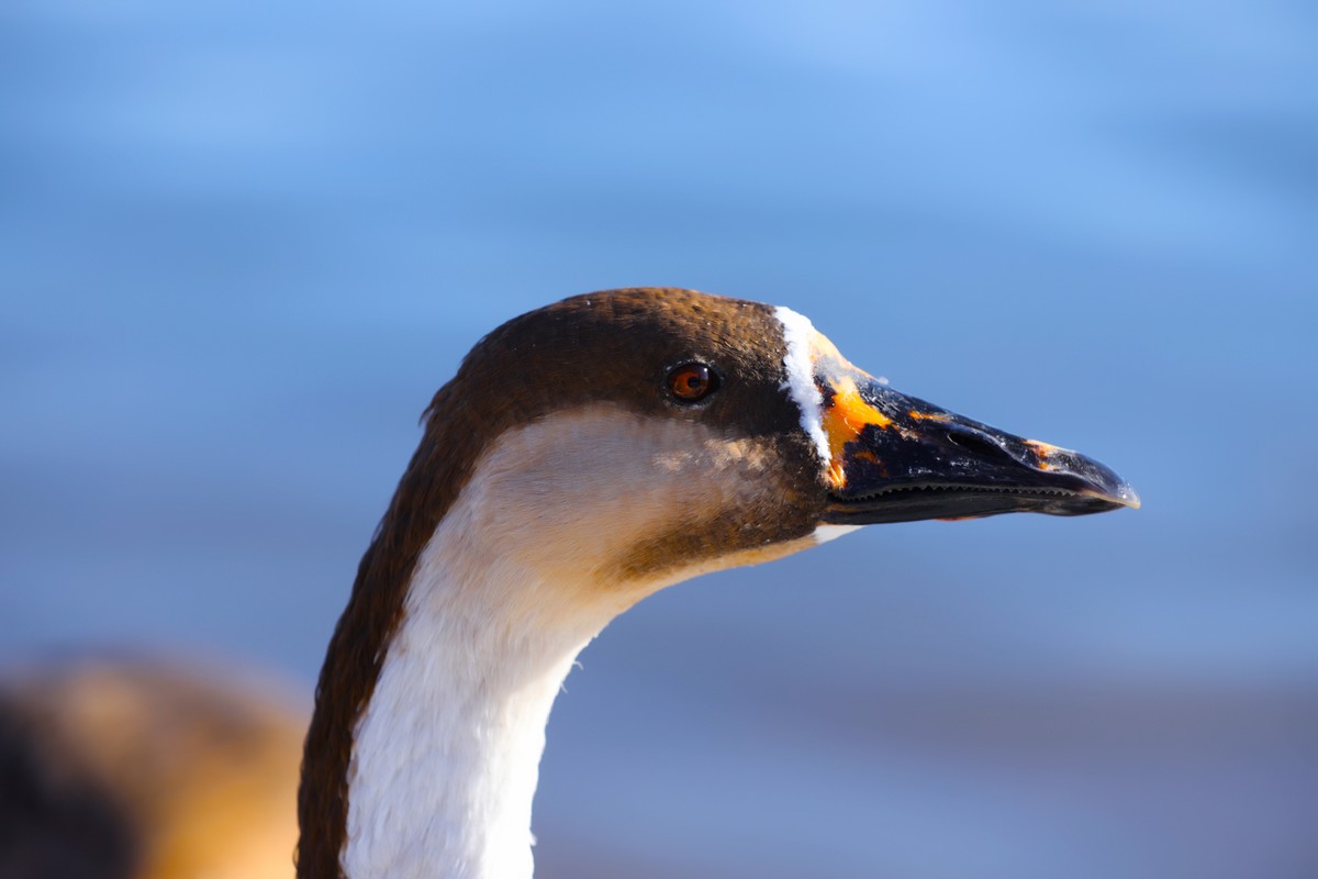 2021.11.月.拍摄大燕-中关村在线摄影论坛