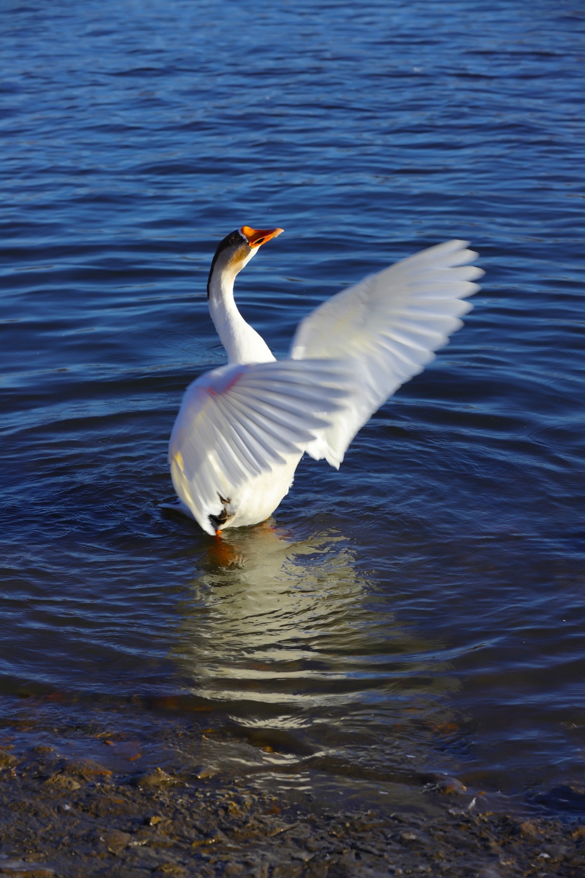 2021.11.月.拍摄大燕-中关村在线摄影论坛