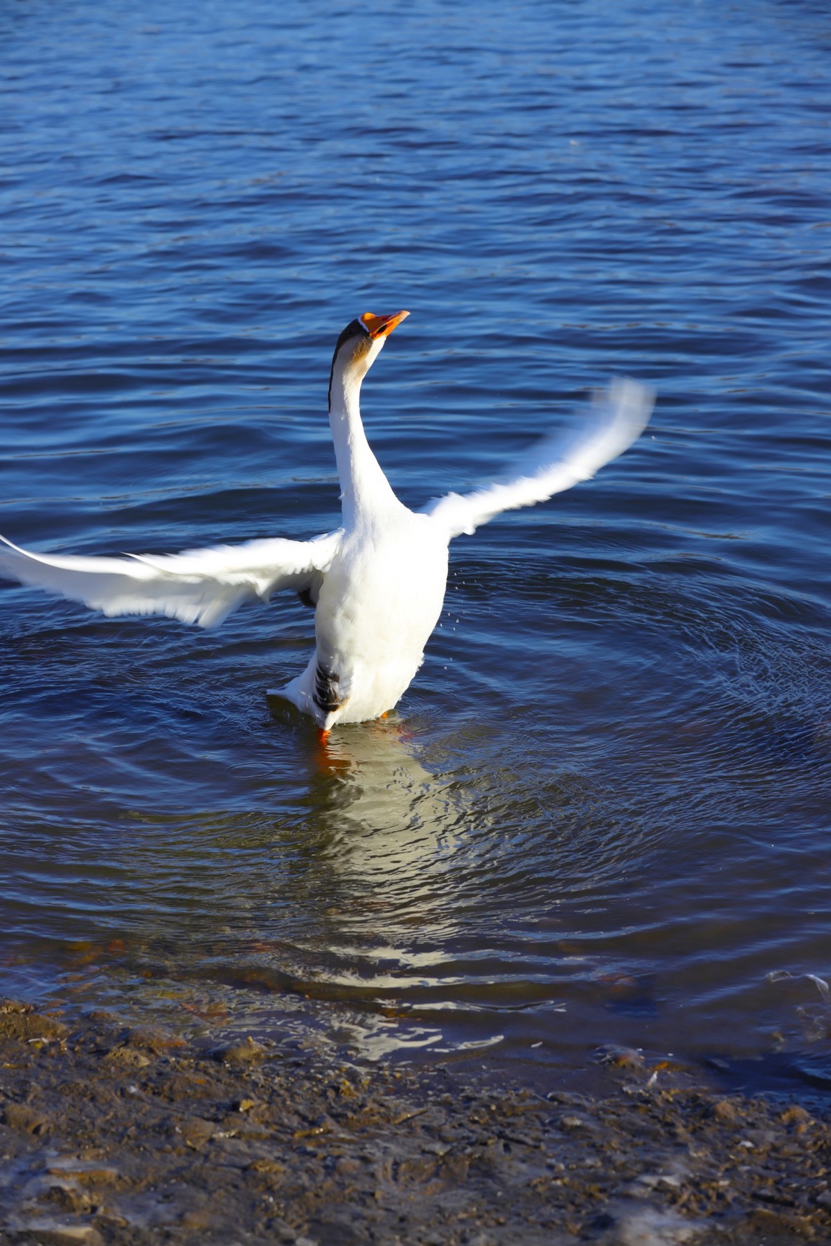2021.11.月.拍摄大燕-中关村在线摄影论坛