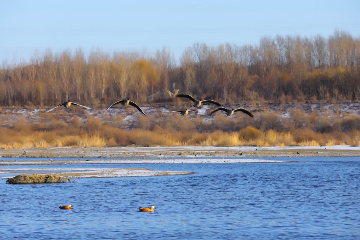 2021.11.月.拍摄大燕-中关村在线摄影论坛