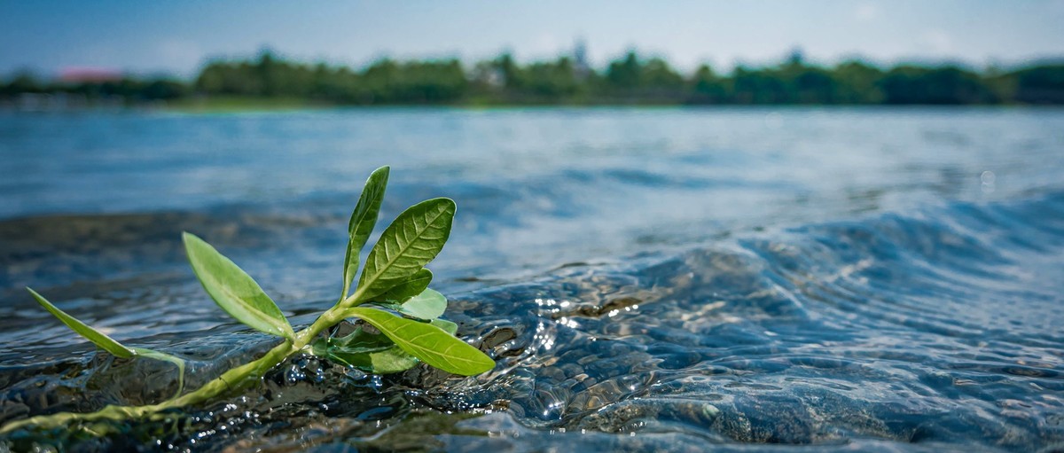 Z50 套头  美兰湖