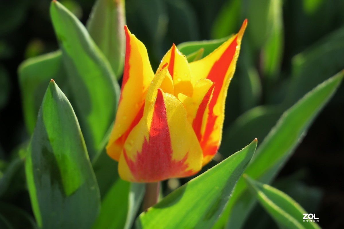 一组郁金香——祝贺好友“目的不一”荣任合肥星空(中国)版主