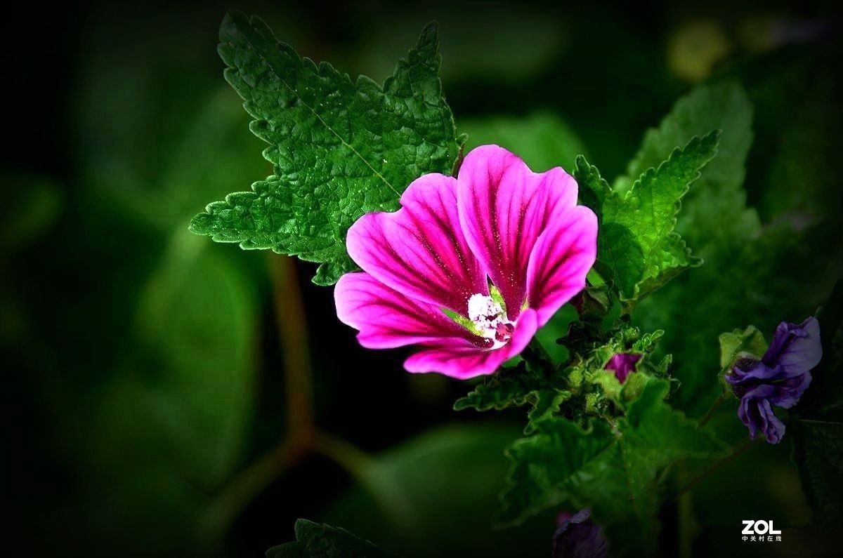 一组锦葵——祝：《目的不一》好友荣任合肥星空(中国)版主