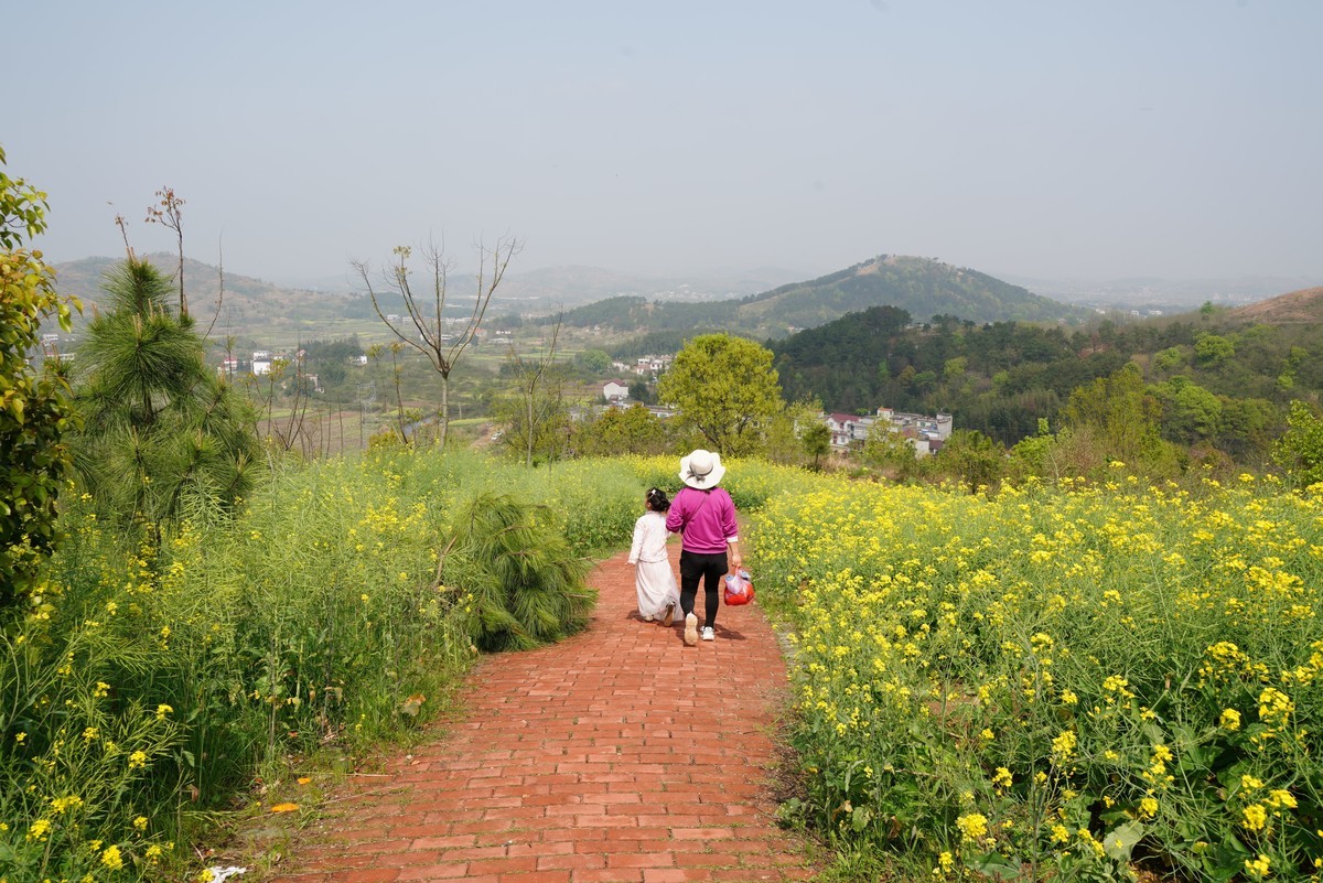城山村油菜梯田春摄