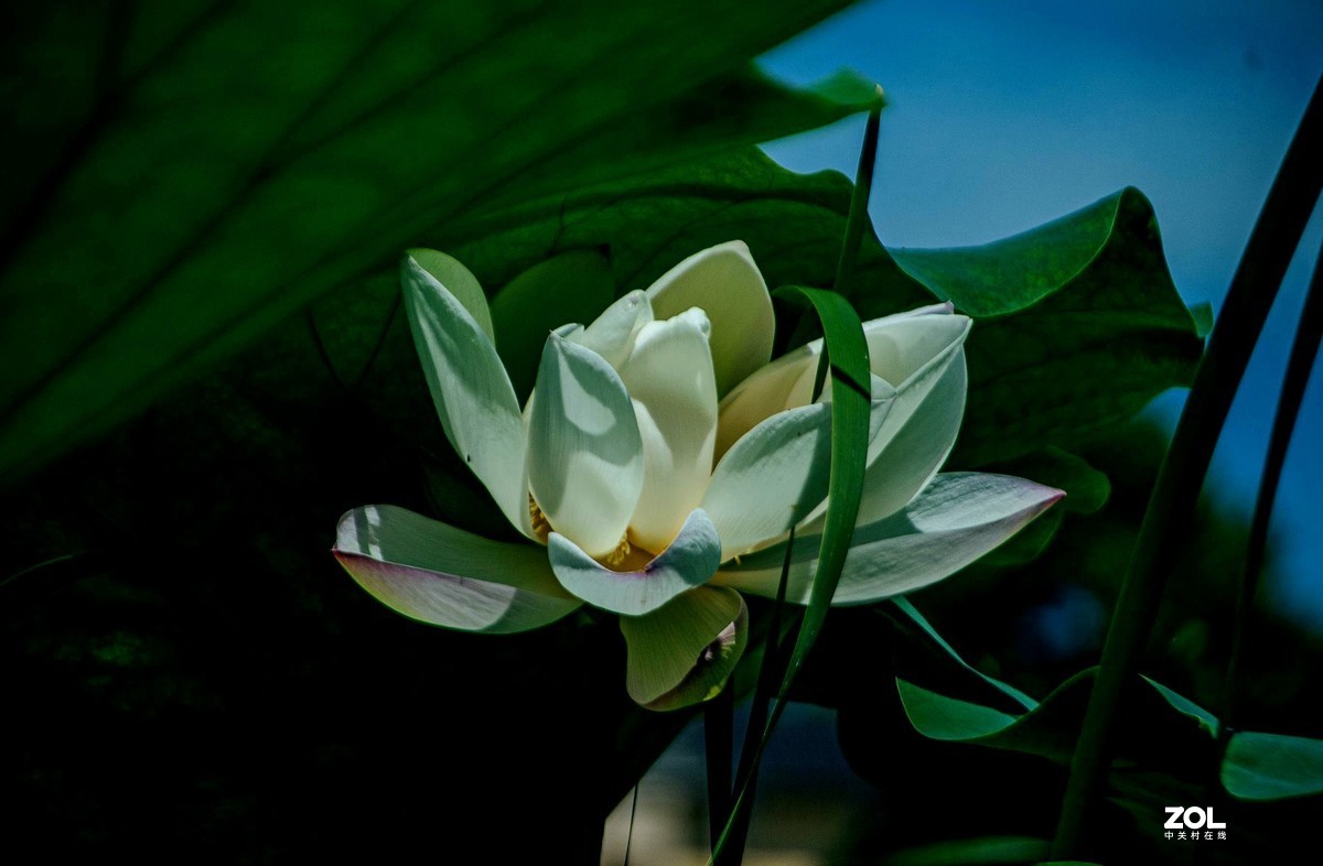 洁白无瑕的白荷花