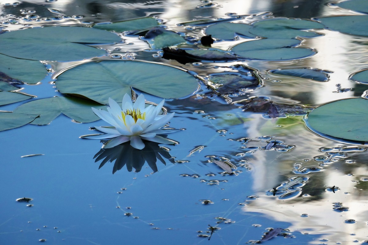 【蓝天下的莲花】——摄于上海天山公园
