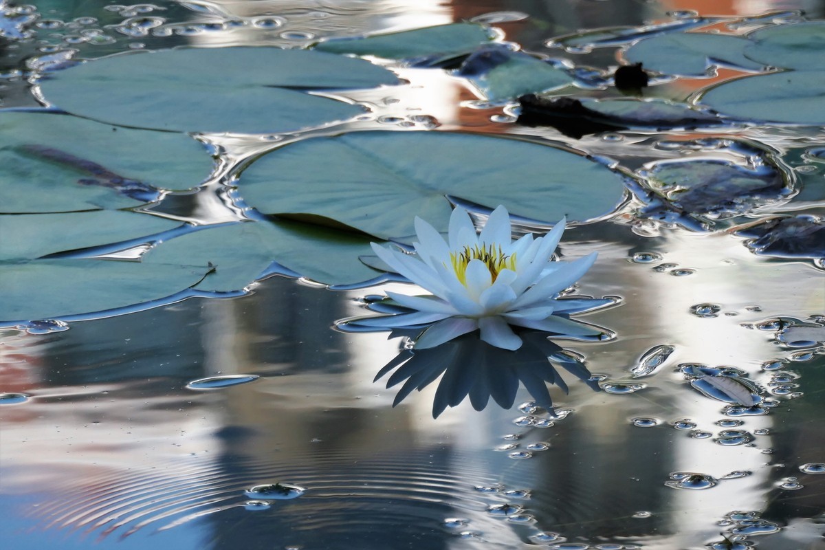 【蓝天下的莲花】——摄于上海天山公园