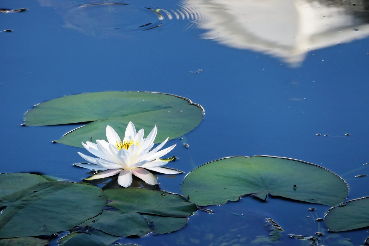 【蓝天下的莲花】——摄于上海天山公园