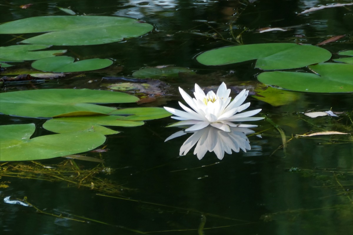 【蓝天下的莲花】——摄于上海天山公园