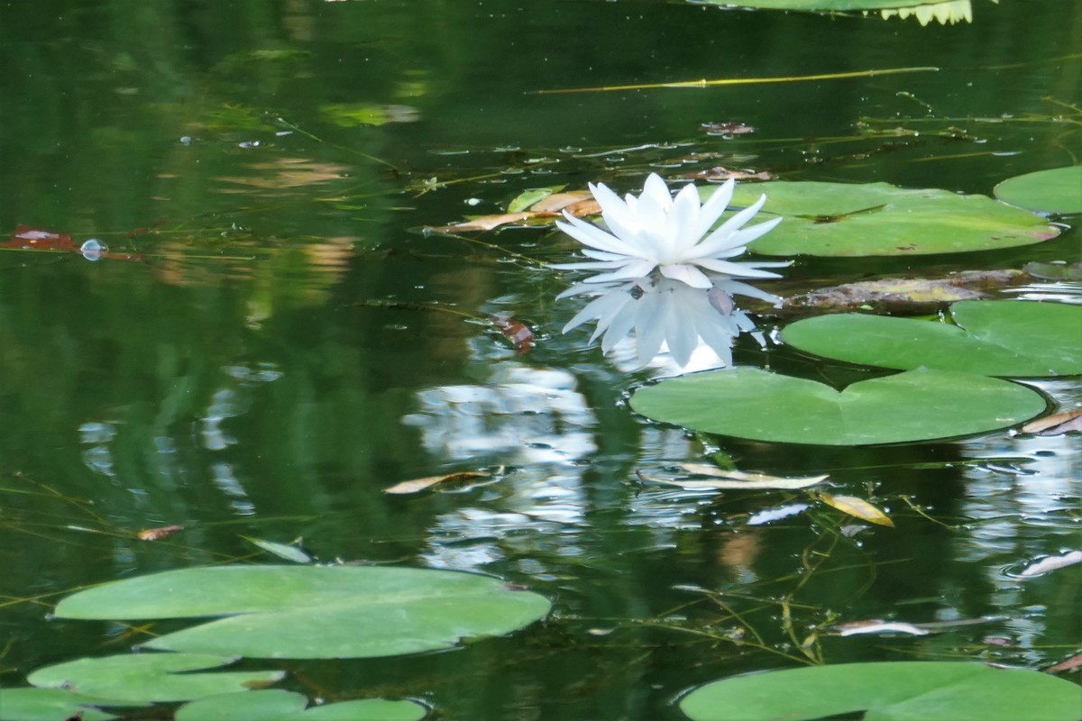 【蓝天下的莲花】——摄于上海天山公园