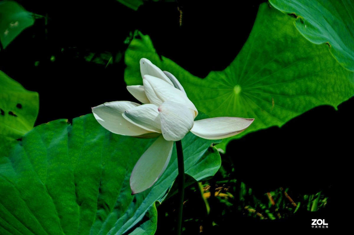洁白无瑕的白荷花