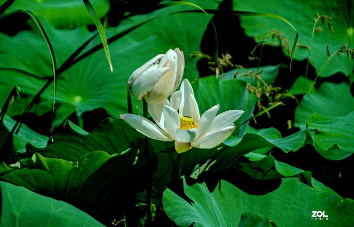 洁白无瑕的白荷花