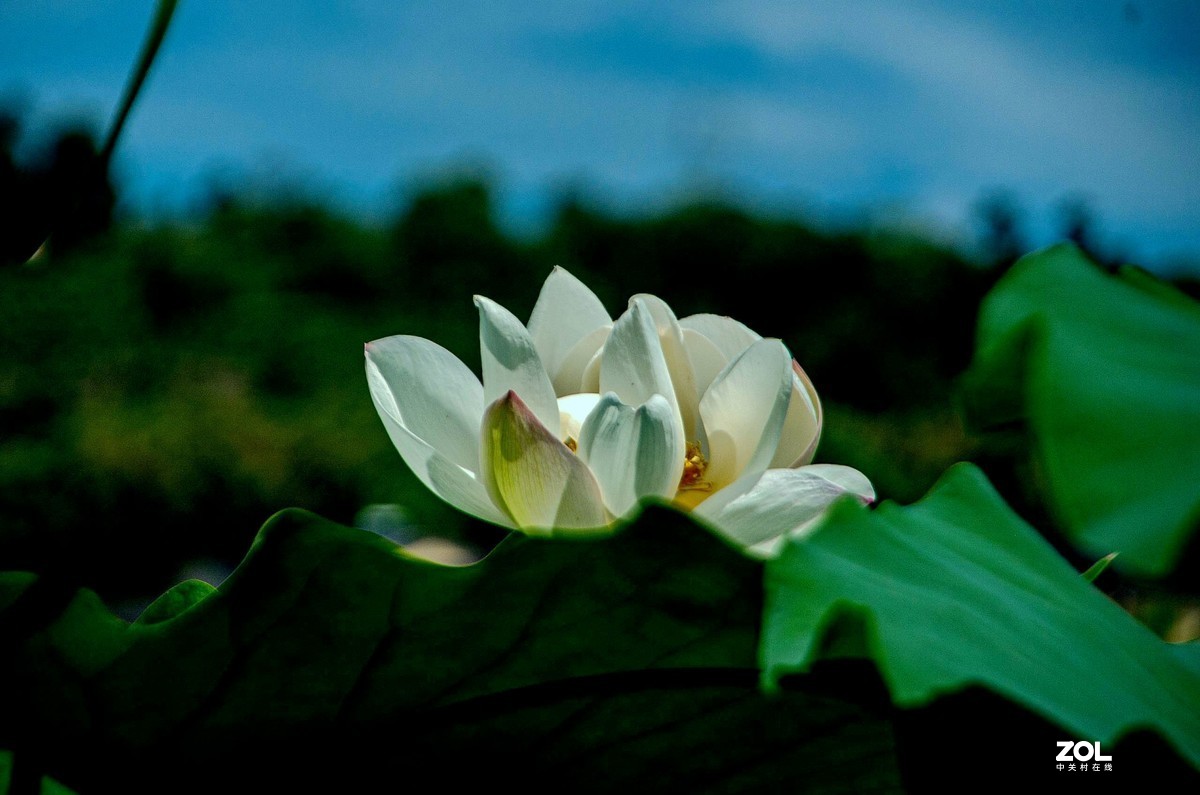 洁白无瑕的白荷花