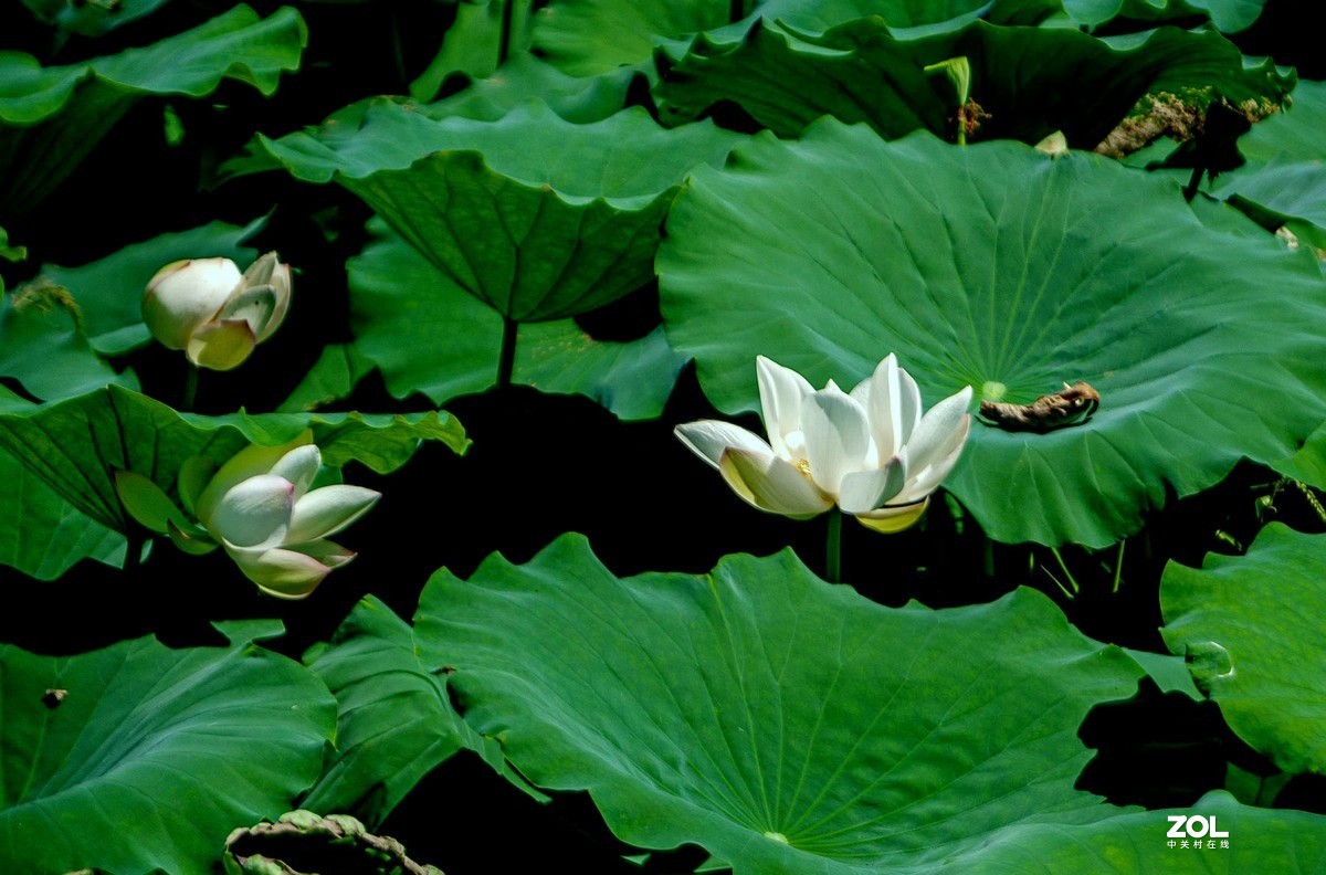 洁白无瑕的白荷花