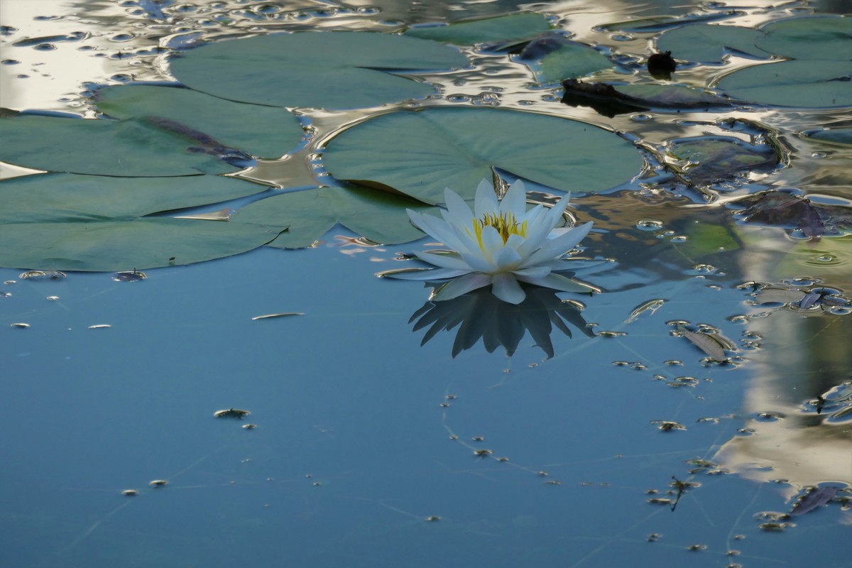 【蓝天下的莲花】——摄于上海天山公园