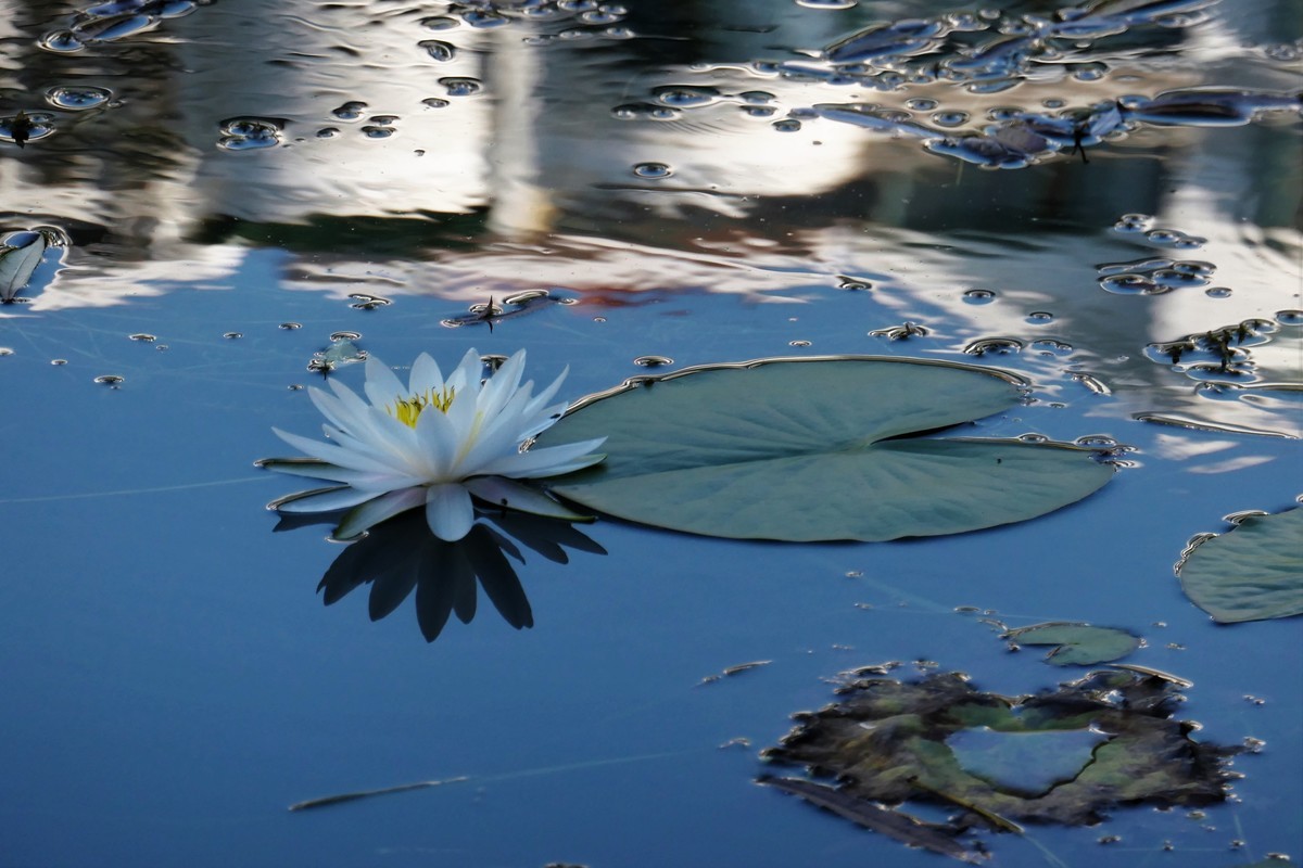 【蓝天下的莲花】——摄于上海天山公园