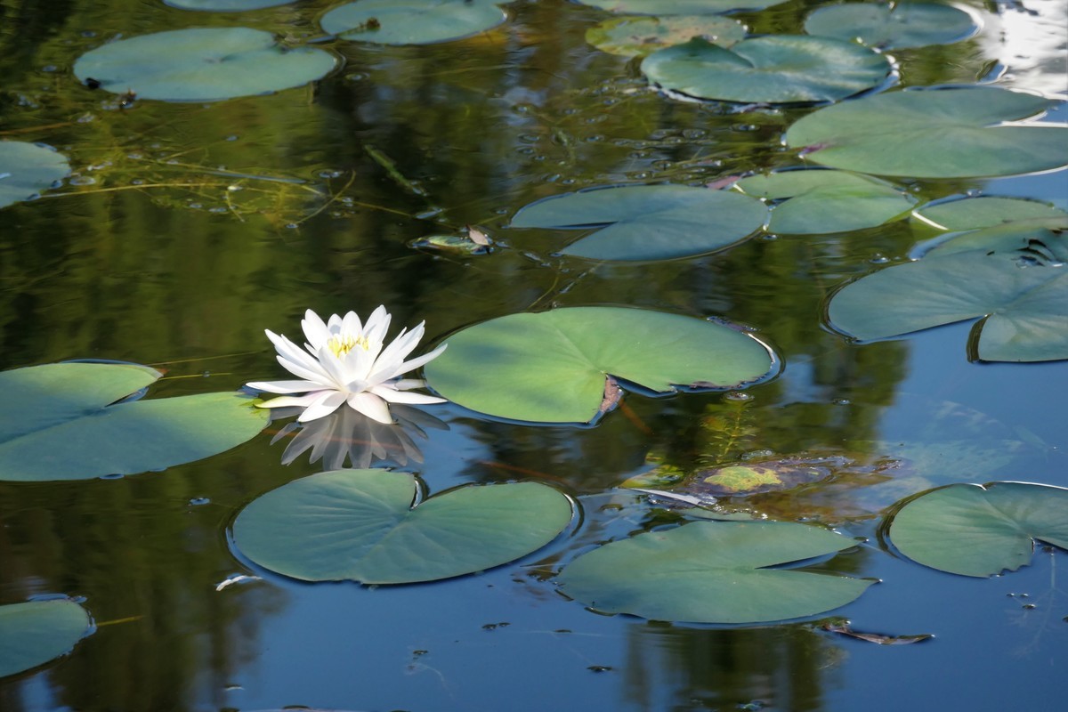 【蓝天下的莲花】——摄于上海天山公园