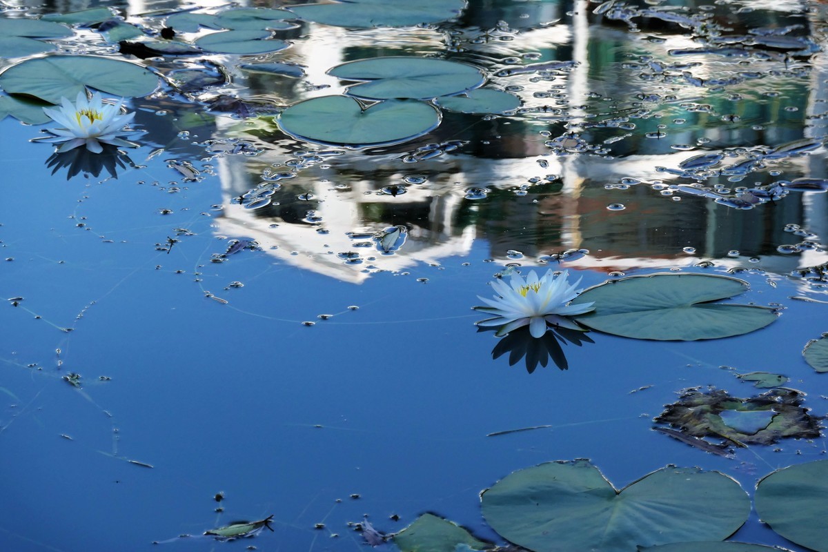 【蓝天下的莲花】——摄于上海天山公园