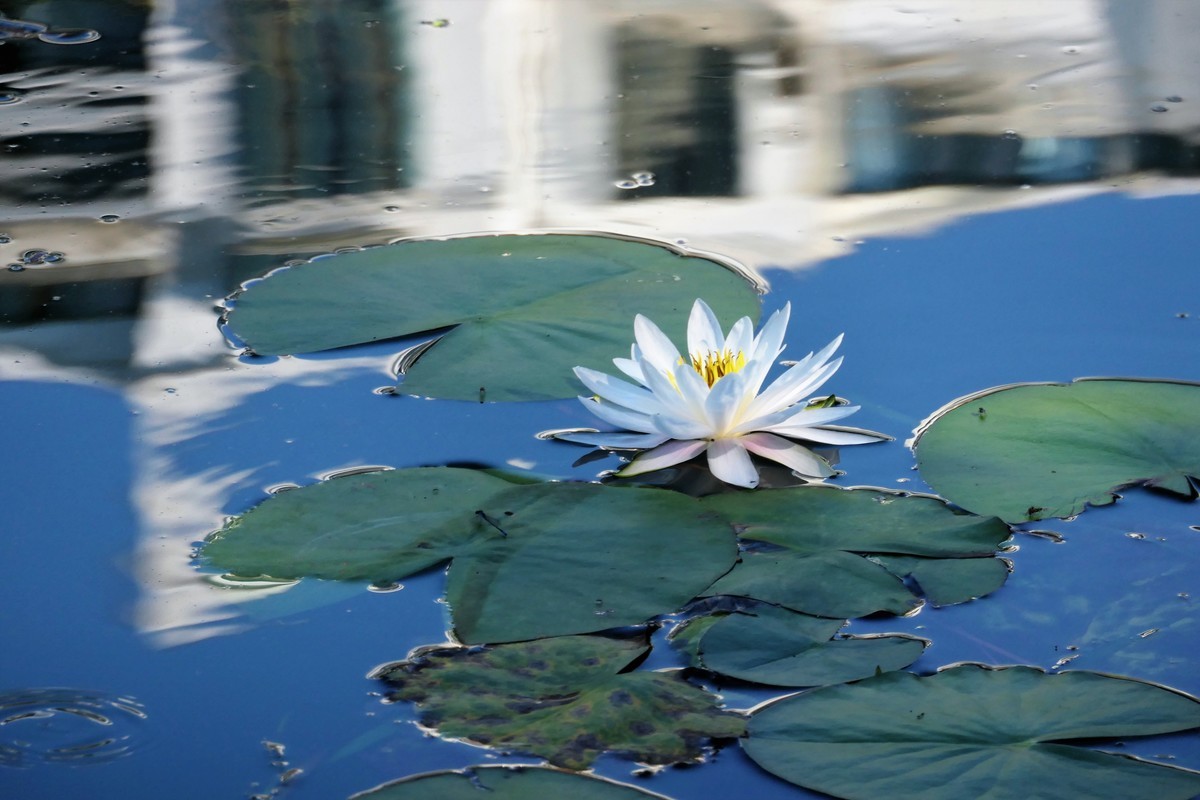 【蓝天下的莲花】——摄于上海天山公园