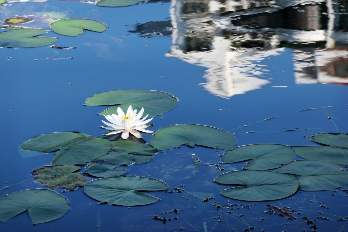 【蓝天下的莲花】——摄于上海天山公园