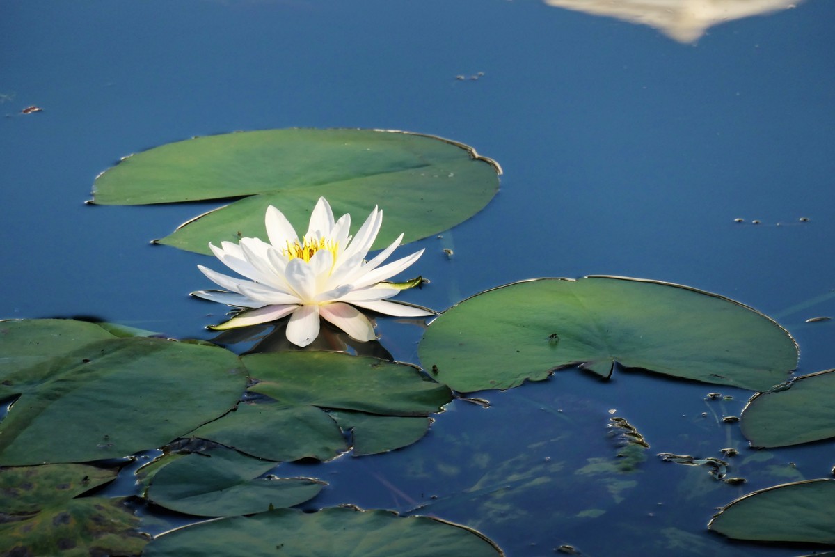 【蓝天下的莲花】——摄于上海天山公园