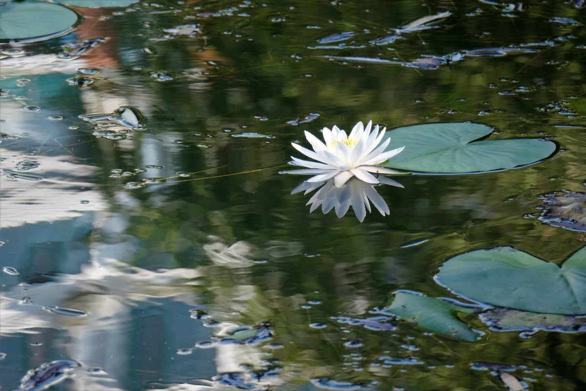 【蓝天下的莲花】——摄于上海天山公园