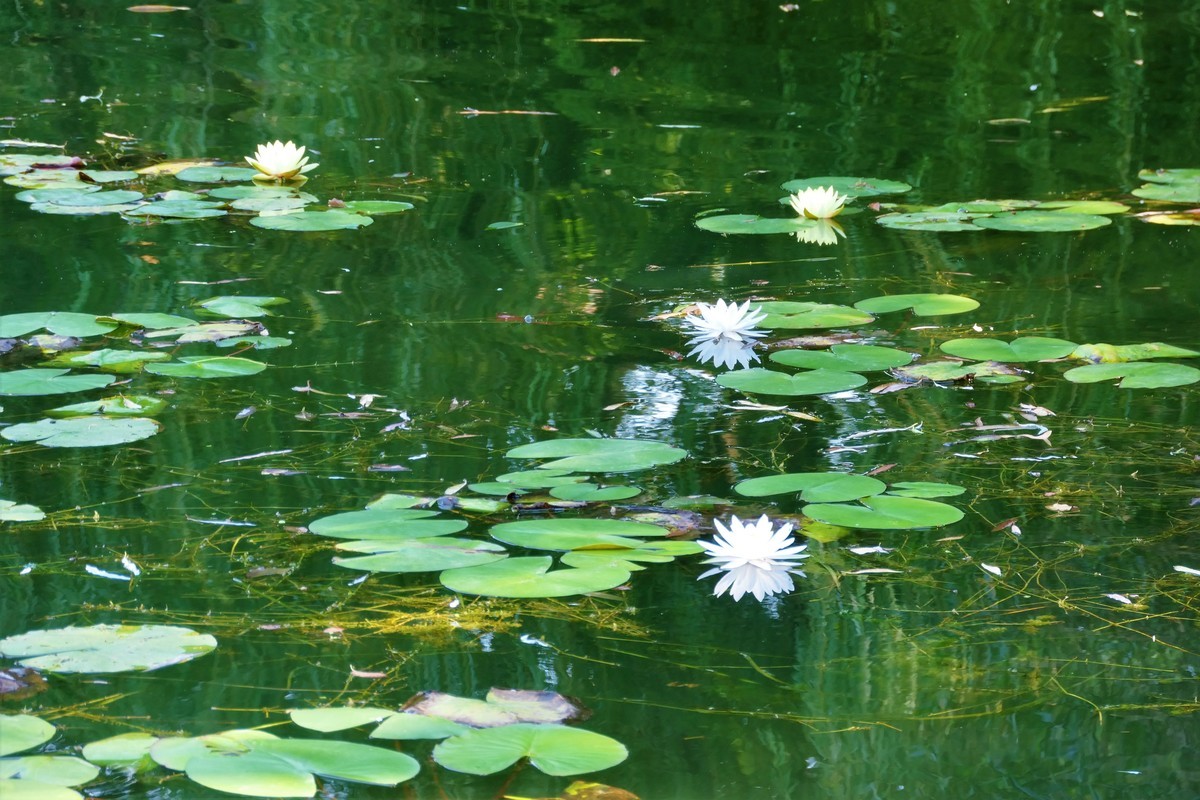 【蓝天下的莲花】——摄于上海天山公园