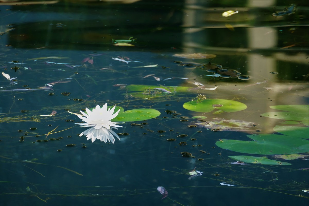【蓝天下的莲花】——摄于上海天山公园