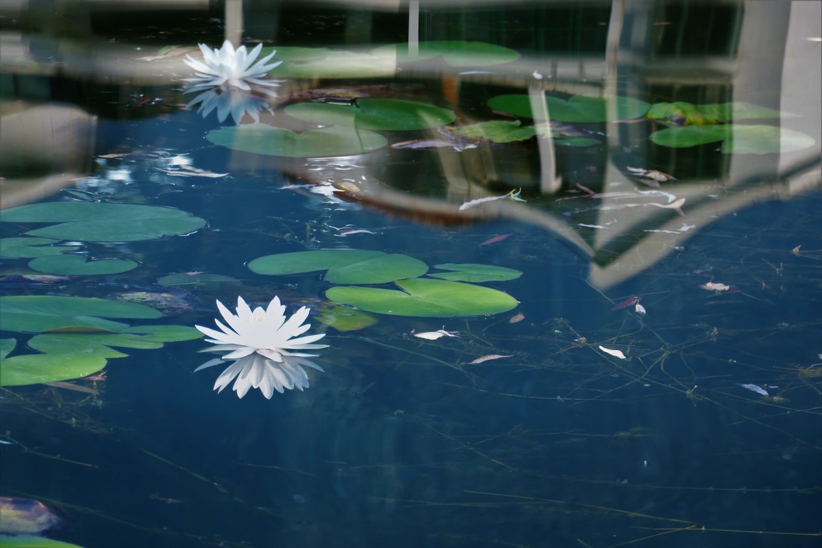 【蓝天下的莲花】——摄于上海天山公园