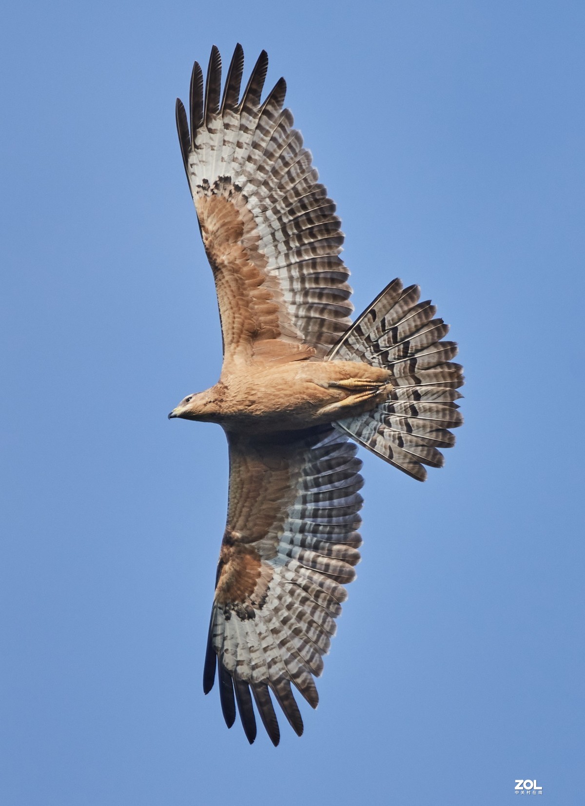 1200_1653竖版 竖屏