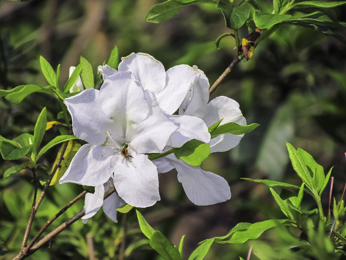 杜鹃花-中关村在线摄影论坛