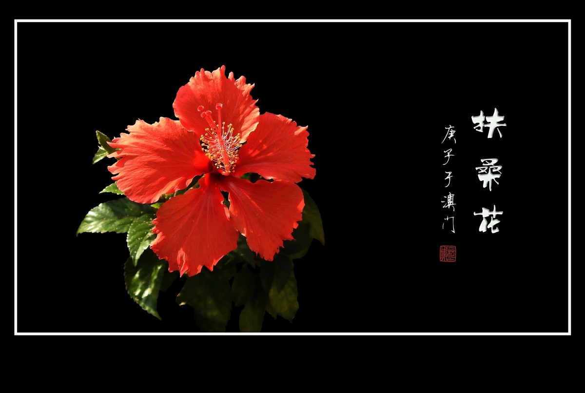 欣欣向荣的扶桑花