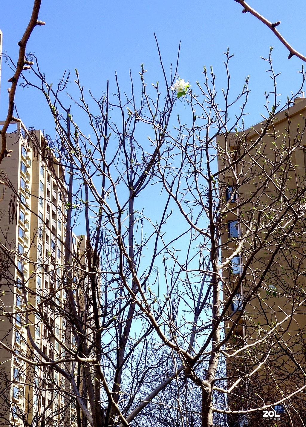 一棵梨树一枝花