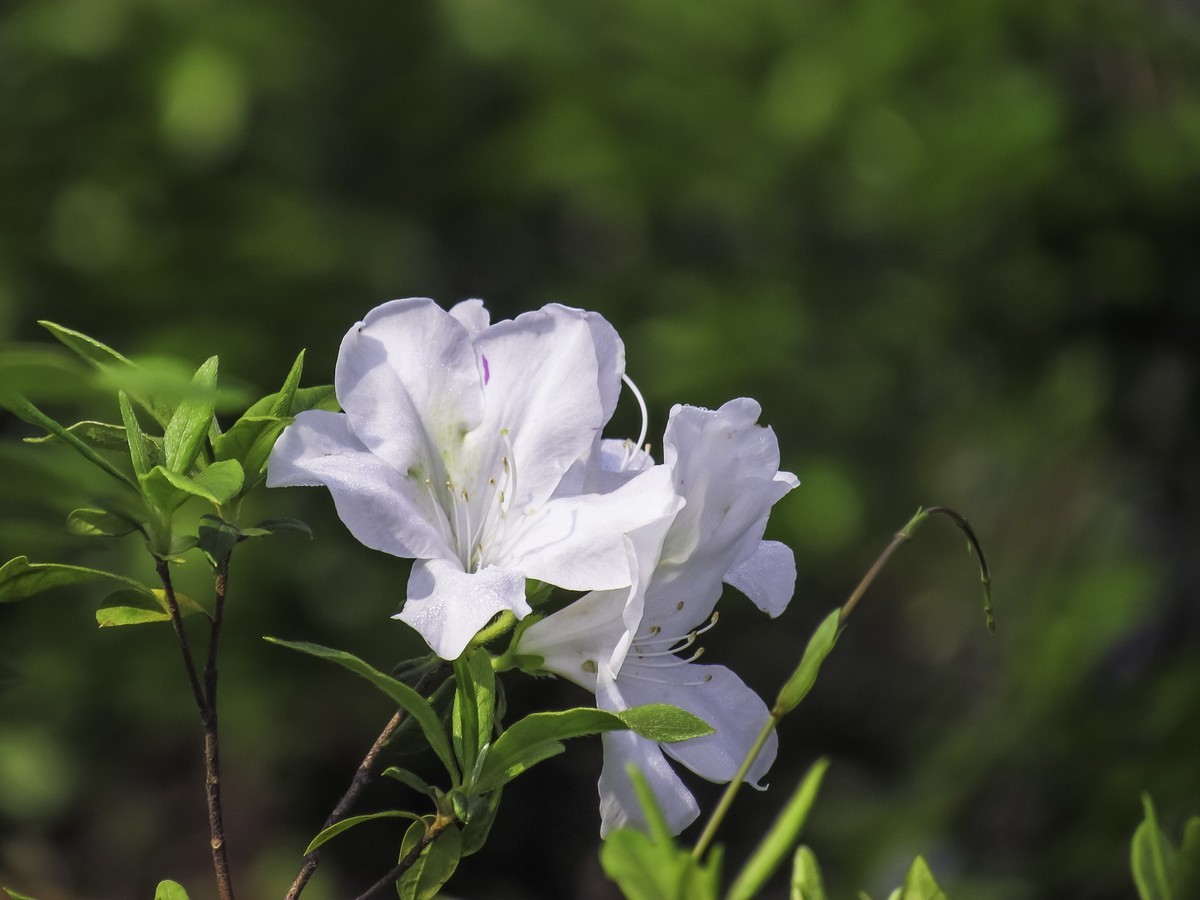 杜鹃花-中关村在线摄影论坛