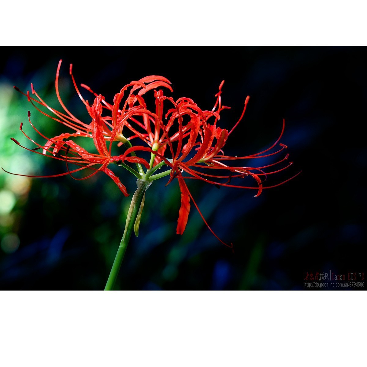 彼岸花 王莲 六道木