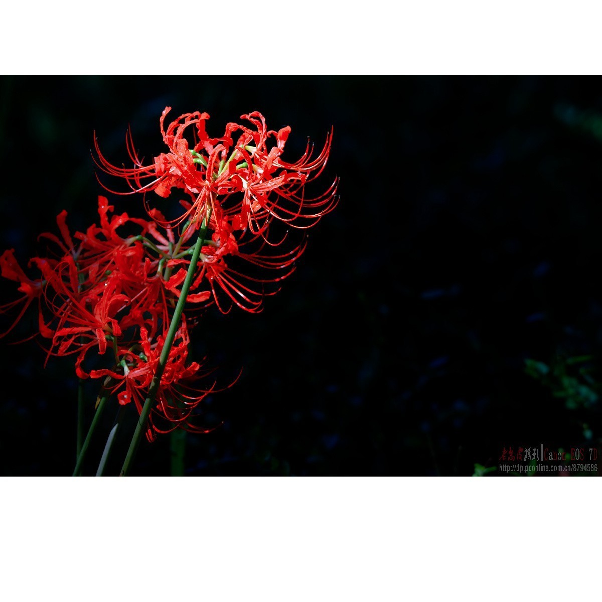 彼岸花 王莲 六道木