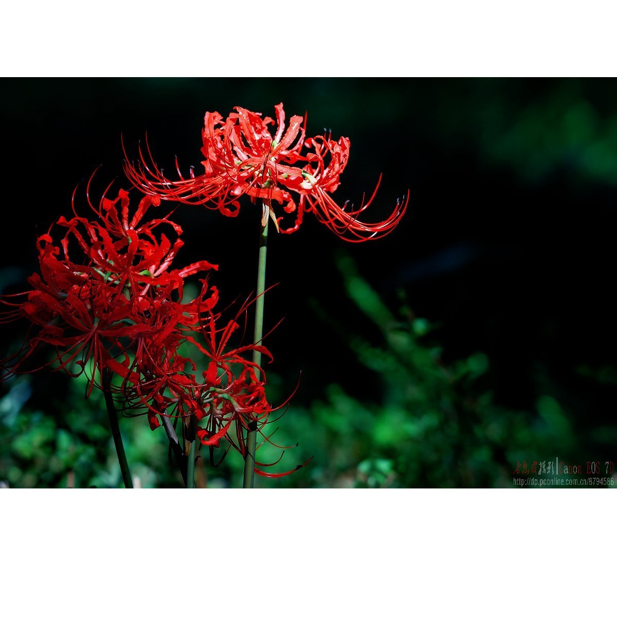 彼岸花 王莲 六道木