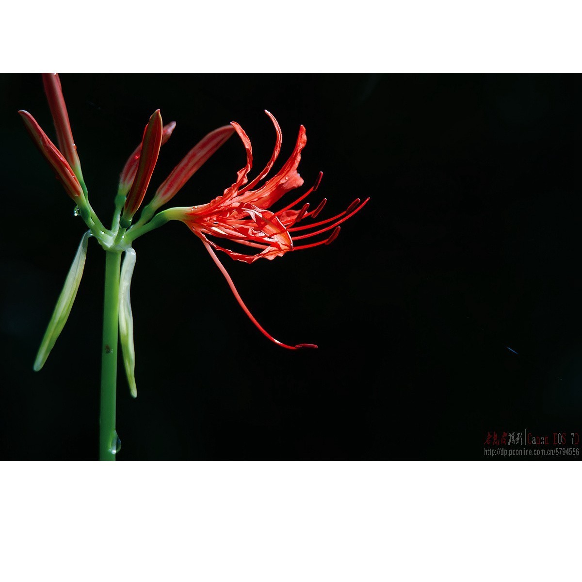 彼岸花 王莲 六道木