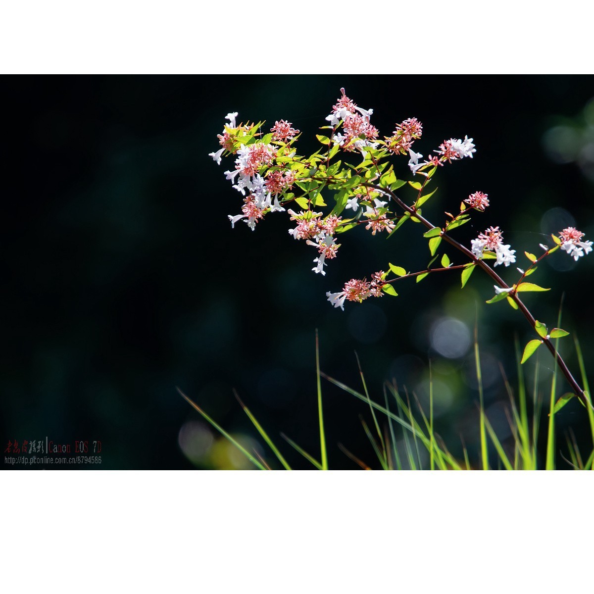 彼岸花 王莲 六道木