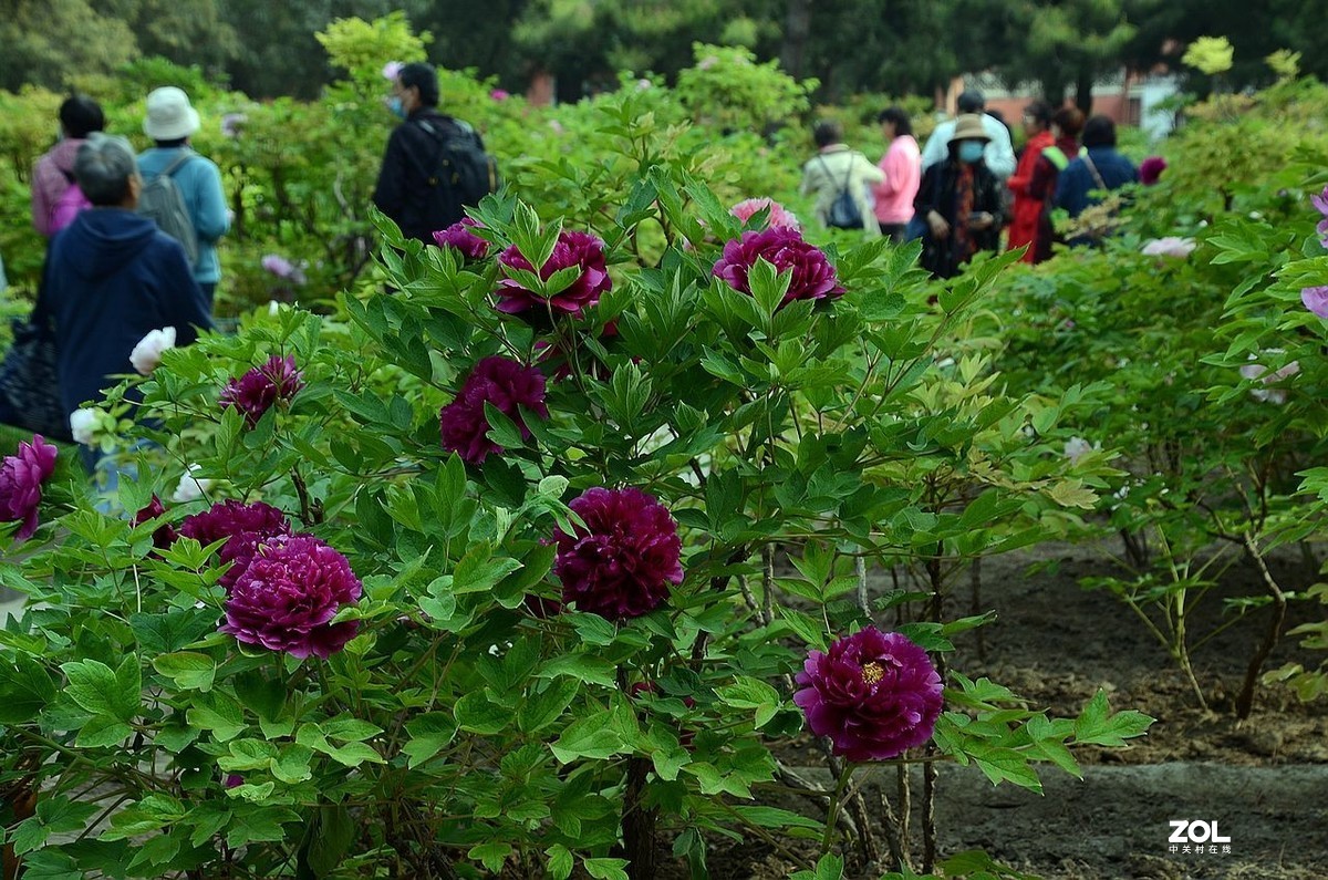 景山公園-----牡丹園景色-中關村在線攝影論壇