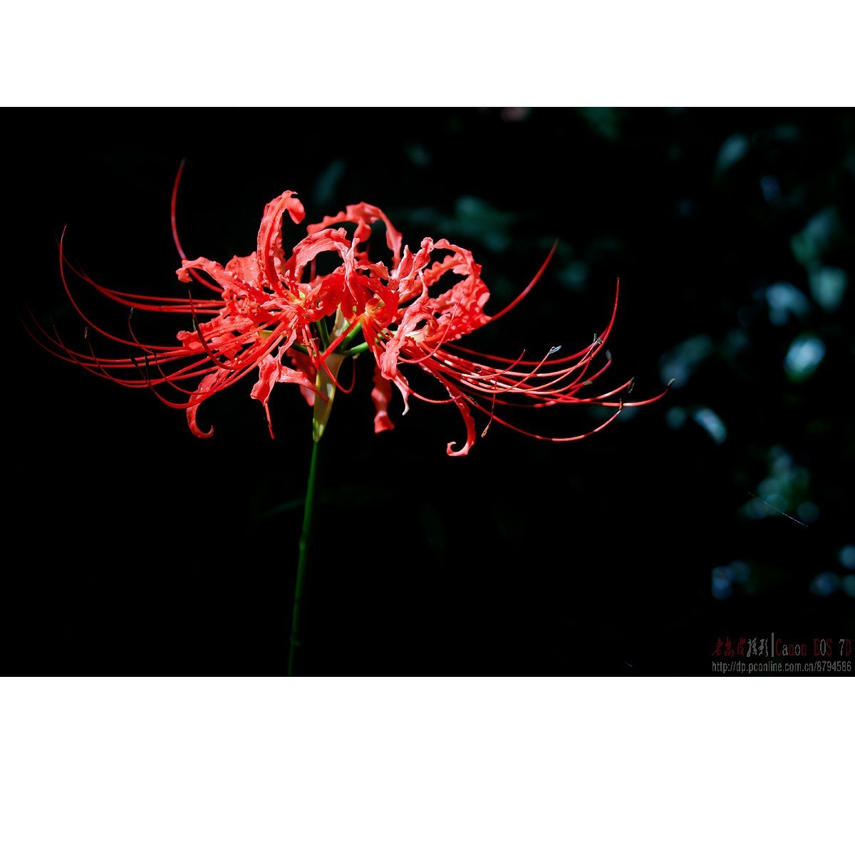 彼岸花 王莲 六道木