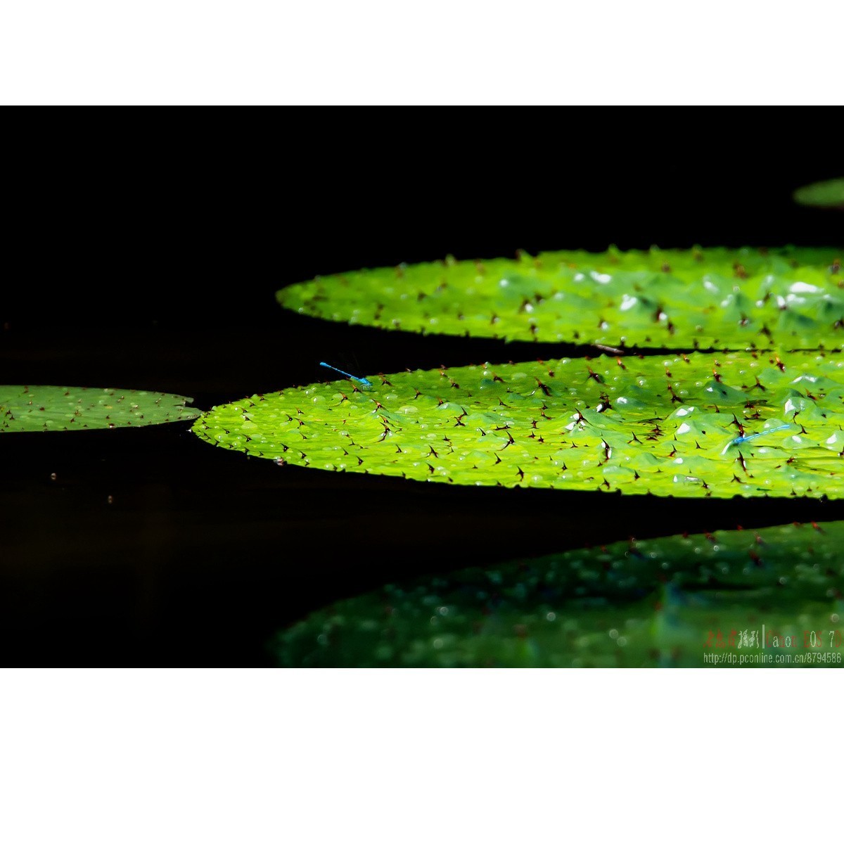 彼岸花 王莲 六道木