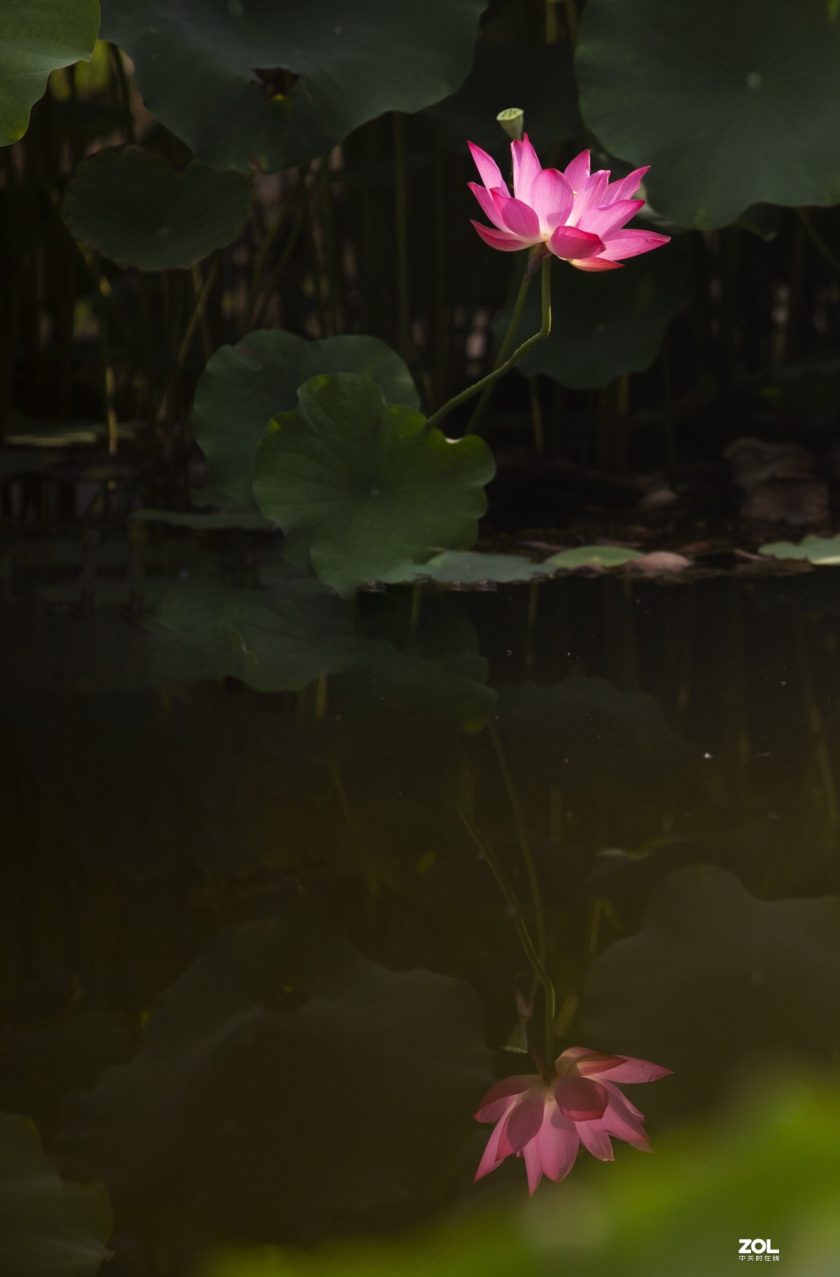 荷花